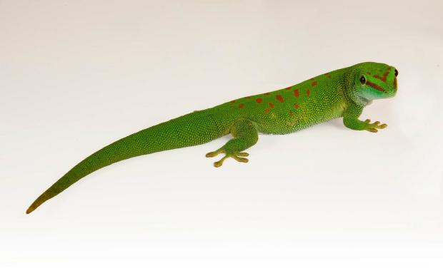 Madagascan Giant Day Gecko